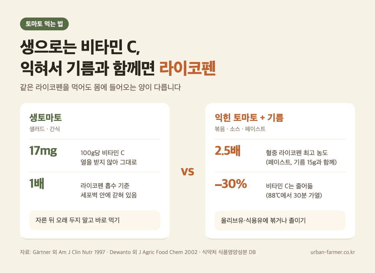 토마토 효능 먹는 법 - 생토마토는 비타민 C, 익혀서 기름과 먹으면 라이코펜 혈중 농도 2.5배