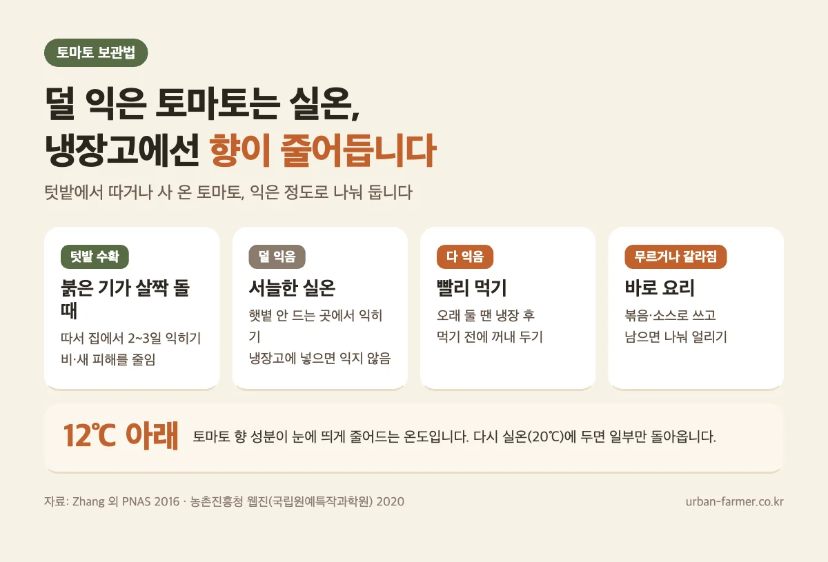 토마토 보관법 - 덜 익은 토마토는 실온, 12℃ 아래에서 향 감소, 텃밭 토마토는 붉은 기 돌 때 따서 2~3일 익히기