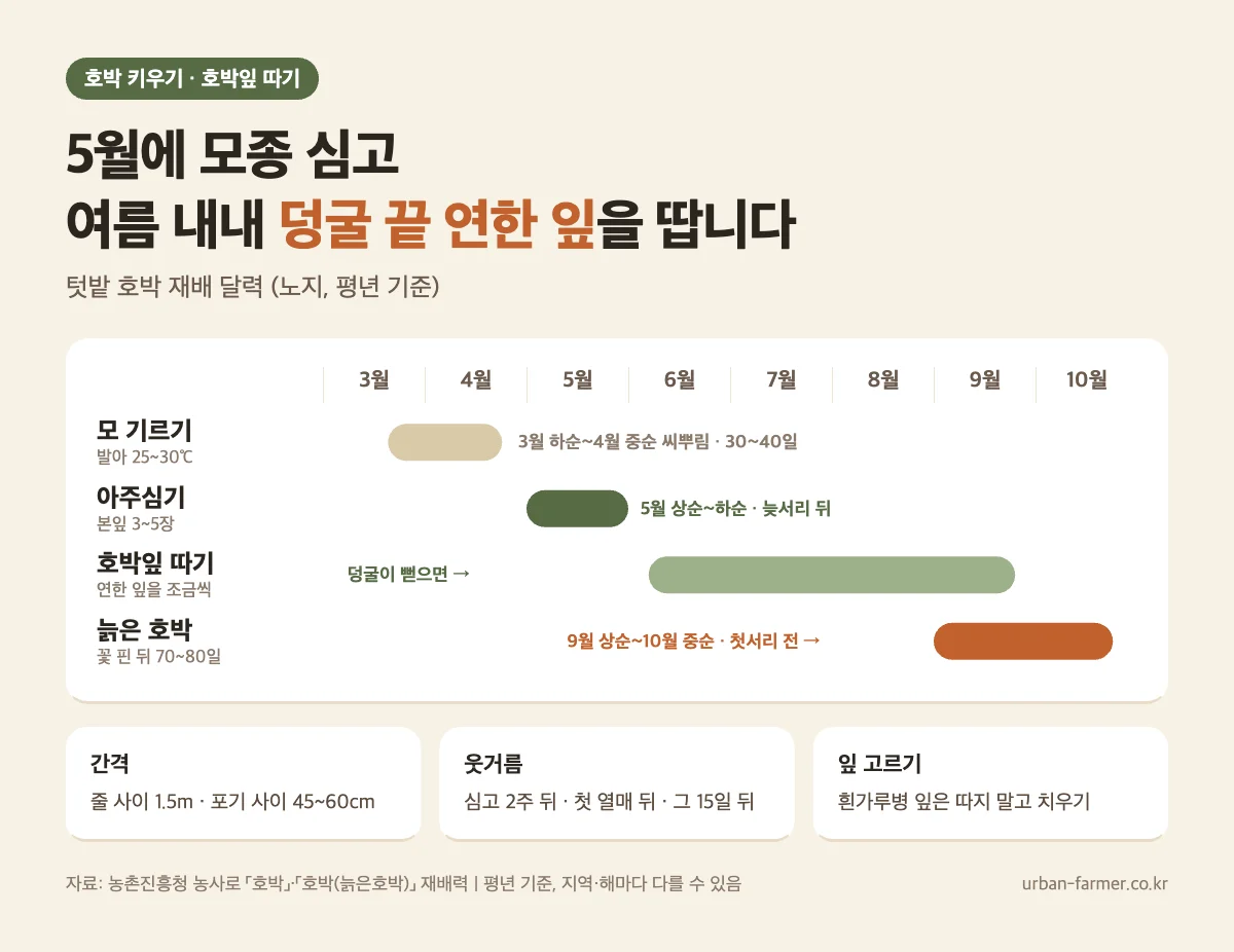 호박 키우기와 호박잎 따기 달력 - 5월 아주심기, 여름 내내 덩굴 끝 연한 잎 따기, 늙은 호박 9월 상순~10월 중순 수확